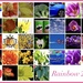 Rainbow Calendar 2022 by carole_sandford