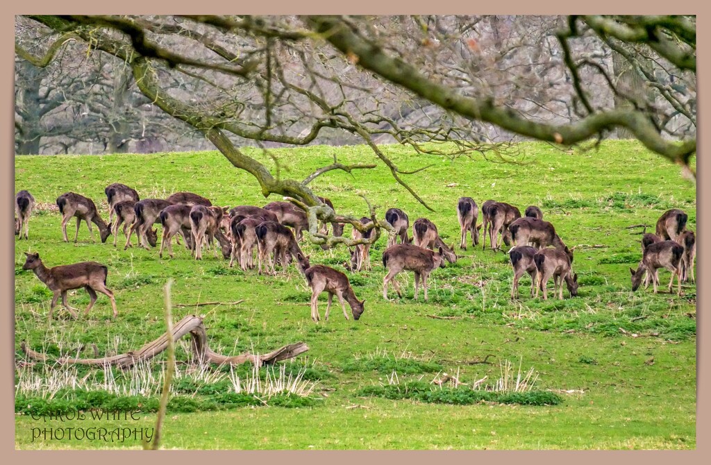 Althorp Estate,A Few Of The Deer Herd by carolmw