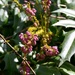 Mahonia Berries by arkensiel