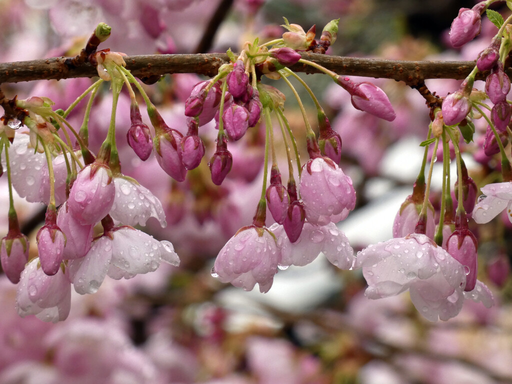 Rainy Day Blossoms by seattlite