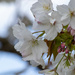 Beautiful Blossom  by 365projectorglisa