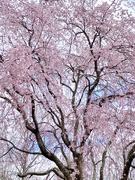 30th Mar 2022 - Cherry Trees In The Hood