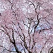 Cherry Trees In The Hood by lesip