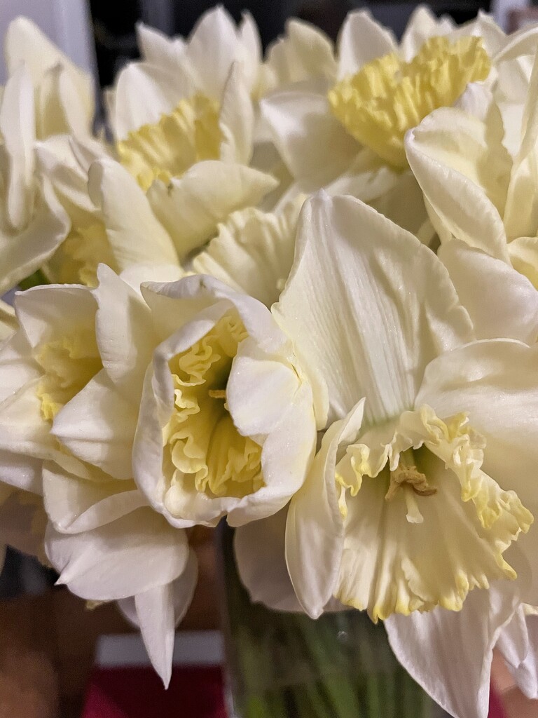 Daffodils (again) by denful