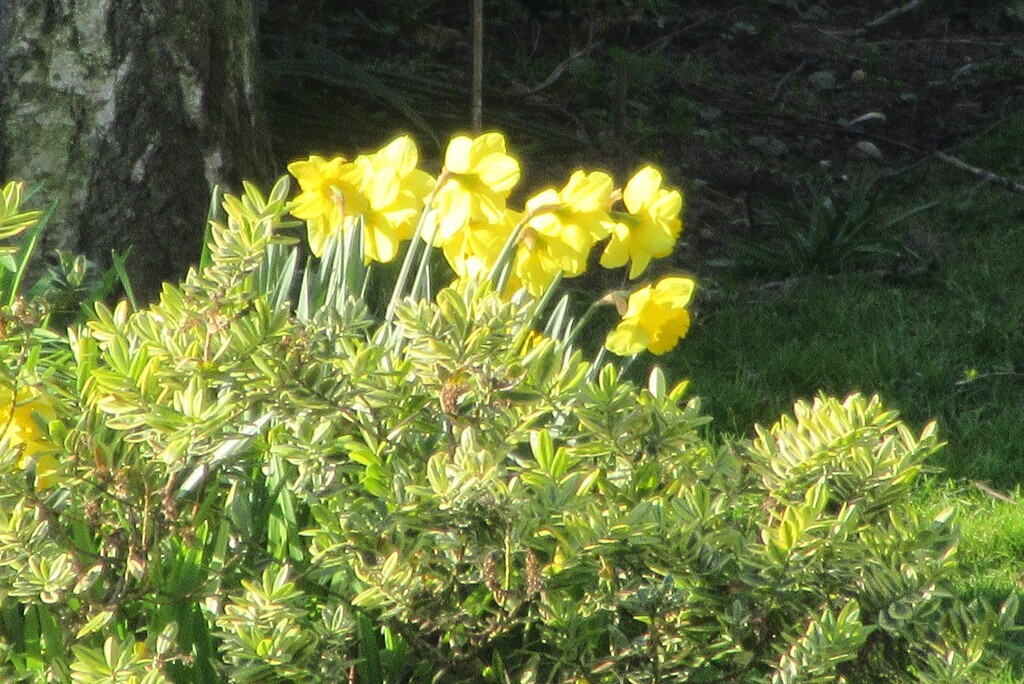 Daffodils by lellie