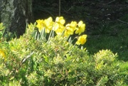 20th Mar 2022 - Daffodils