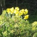 Daffodils by lellie