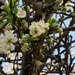 Greengage Blossoms by lellie