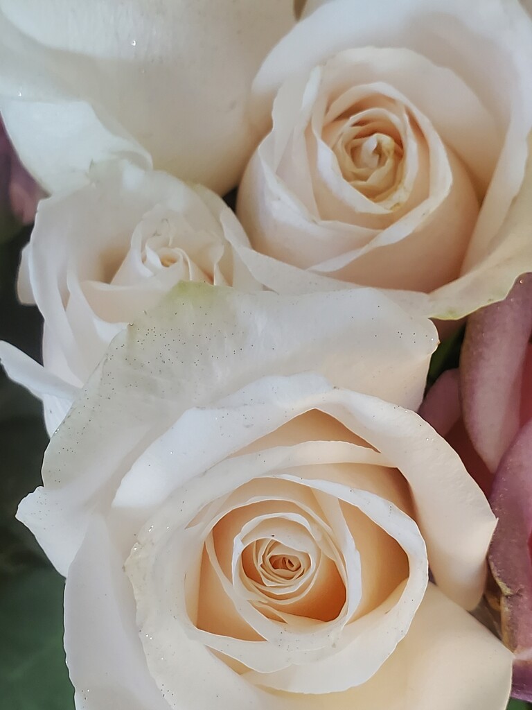 White roses by jb030958