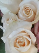 13th Mar 2022 - White roses