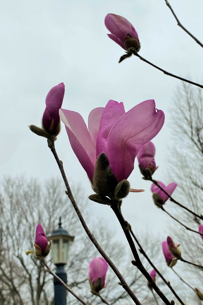 My magnolia doesn't care that it's cold and windy by tunia