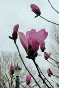 31st Mar 2022 - My magnolia doesn't care that it's cold and windy