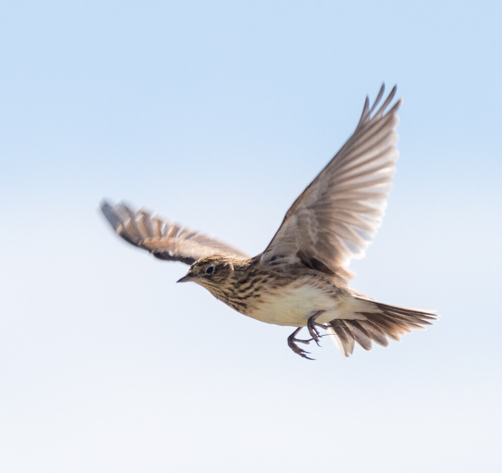 Ruddy Turnstone hovering in the sky on a windy day by creative_shots
