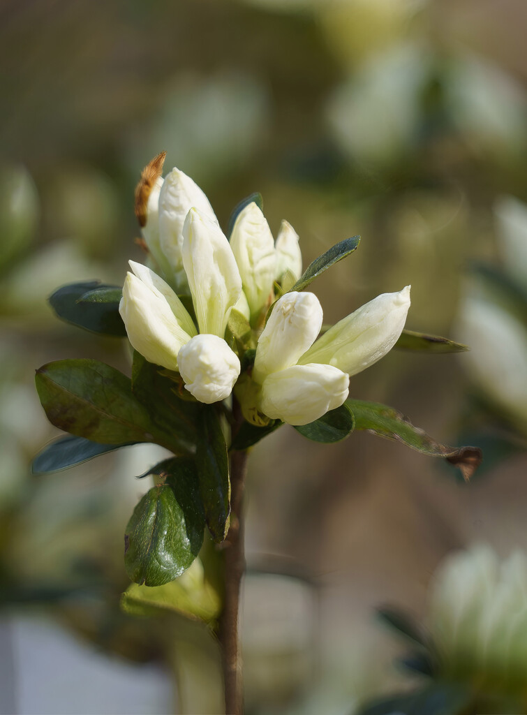 White Azalea buds by k9photo