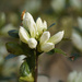 White Azalea buds by k9photo