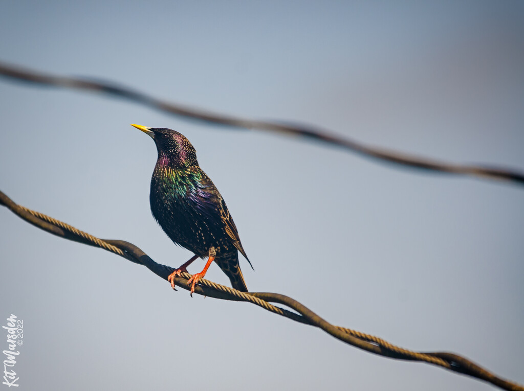 The First Starling by manek43509