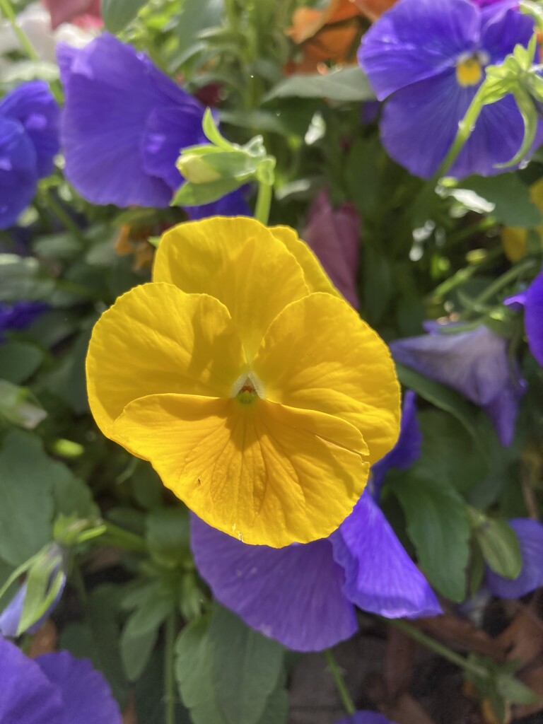 90-365 pansy by slaabs