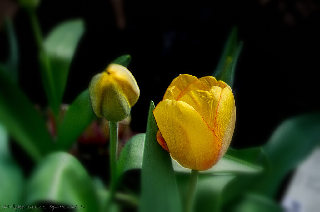 Greenhouse Tulip by byrdlip