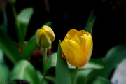 31st Mar 2022 - Greenhouse Tulip