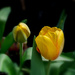 Greenhouse Tulip