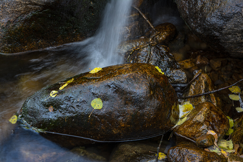 Autumn In A Mountain Stream by cwbill