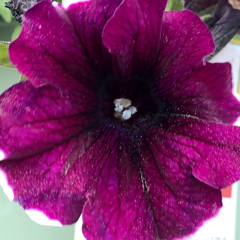 Pretty Purple Petunias by homeschoolmom