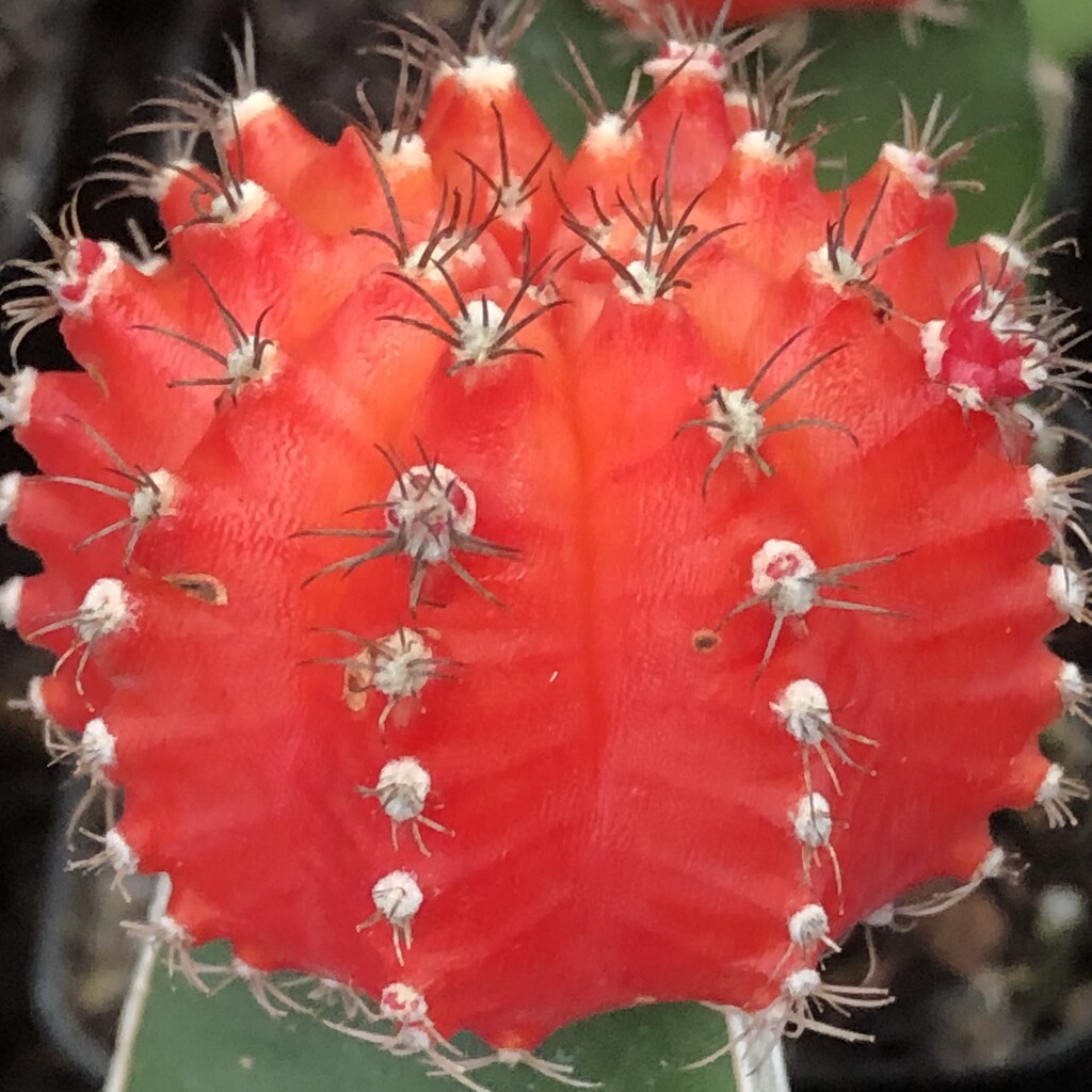 Red Cactus by homeschoolmom