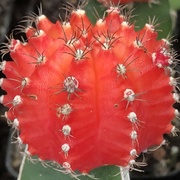 30th Mar 2022 - Red Cactus