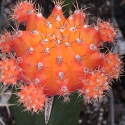 15th Mar 2022 - Orange Cactus