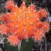 Orange Cactus by homeschoolmom
