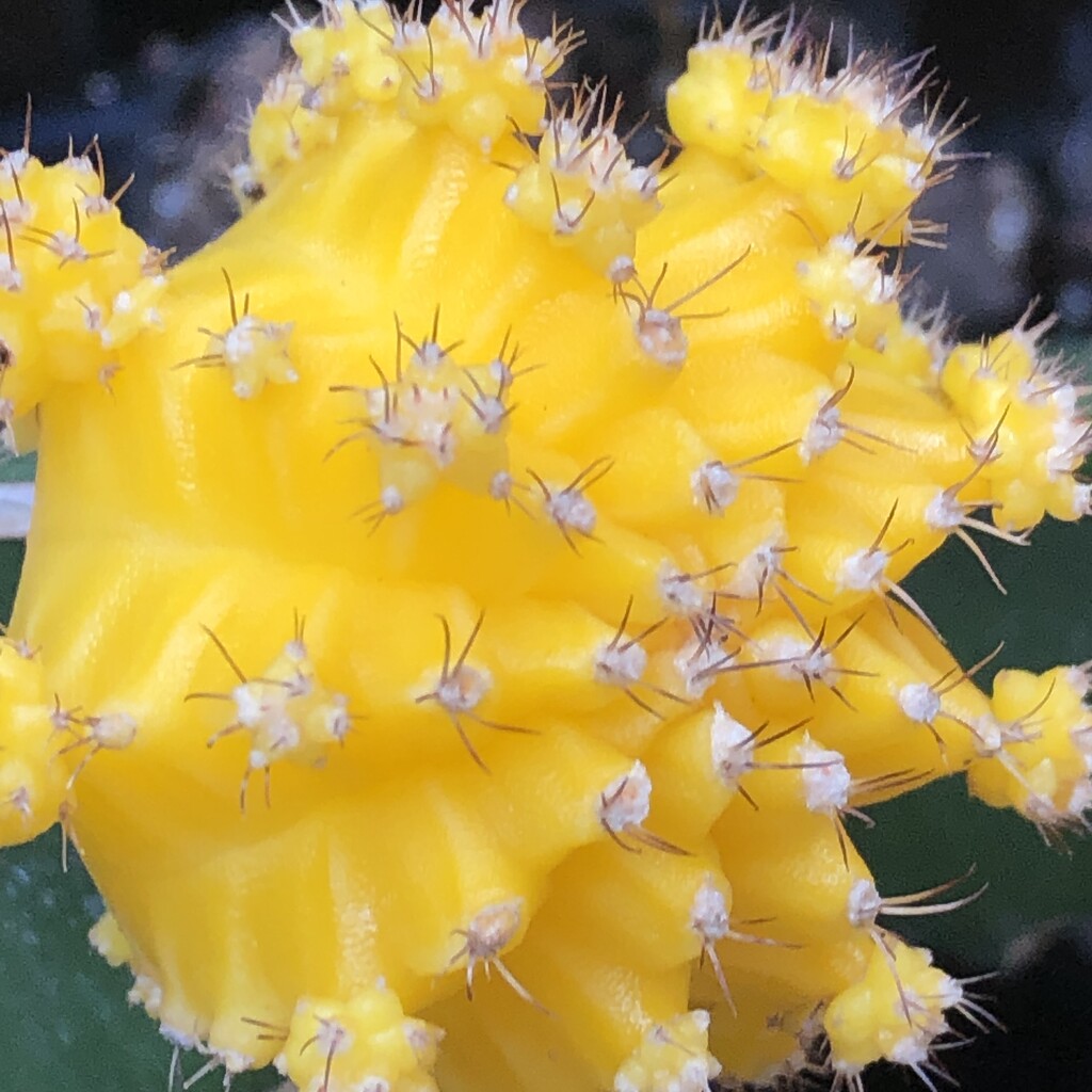 Yellow Cactus by homeschoolmom