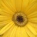 Yellow Daisy by homeschoolmom