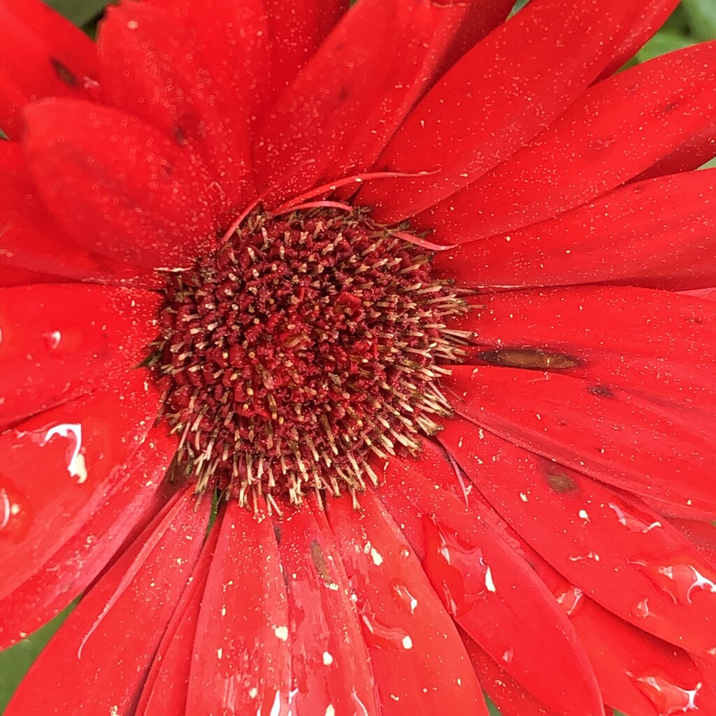 Red flower with pine pollen by homeschoolmom