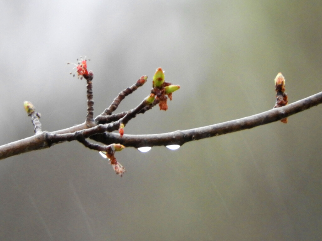 New leaves and raindrops by homeschoolmom