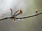 31st Mar 2022 - New leaves and raindrops