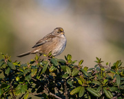 31st Mar 2022 - Golden-crowned Sparrow