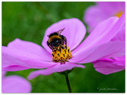 1st Apr 2022 - Bumble on a Cosmos..