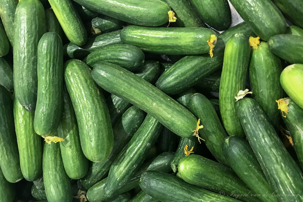 Cucumbers by ingrid01