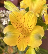 28th Mar 2022 - Yellow flower...