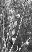 30th Mar 2022 - Pussy Willow in Black and White....