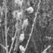 Pussy Willow in Black and White.... by anne2013