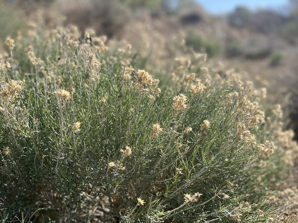Desert Bloom by jnadonza