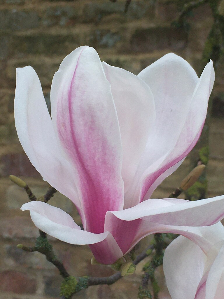 A single Magnolia bloom by 365anne