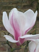 1st Apr 2022 - A single Magnolia bloom