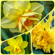 1st Apr 2022 - Daffodils In Our Garden
