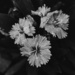 dianthus by blueberry1222