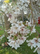 1st Apr 2022 - Spring.. weeping cherry