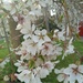 Spring.. weeping cherry by 365projectorgjoworboys