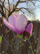 1st Apr 2022 - My Magnolia had so few blooms this year