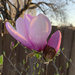 My Magnolia had so few blooms this year by louannwarren